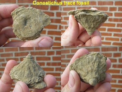 fossil identification by shape